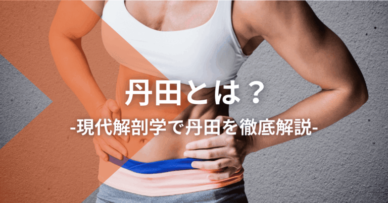 丹田とは？現代解剖学で丹田を徹底解説