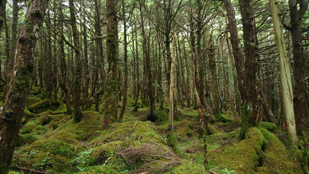 八ヶ岳の山並み